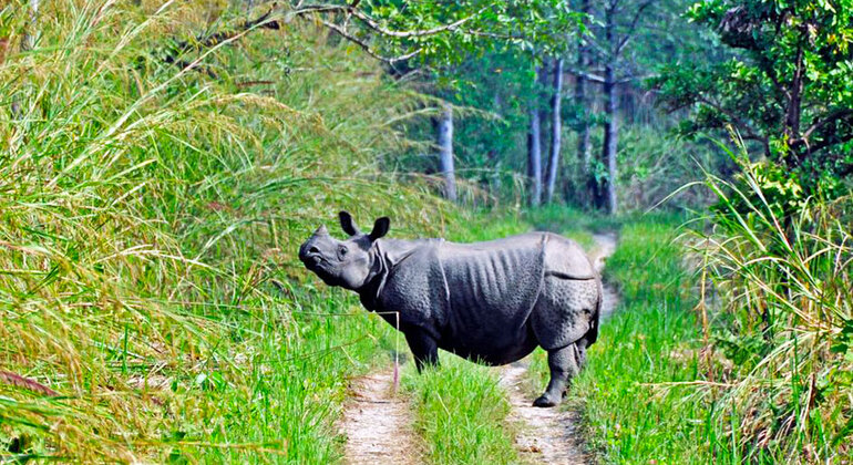 Safari de tres días a Chitwan desde Katmandú