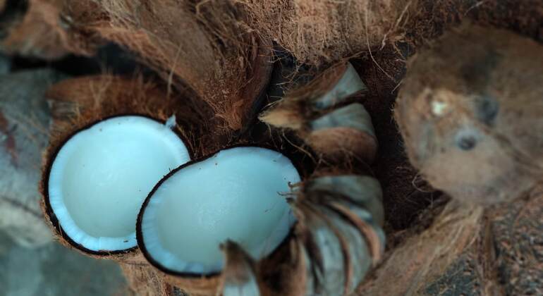 Preparare l'olio di cocco tradizionale di Bali con una famiglia balinese