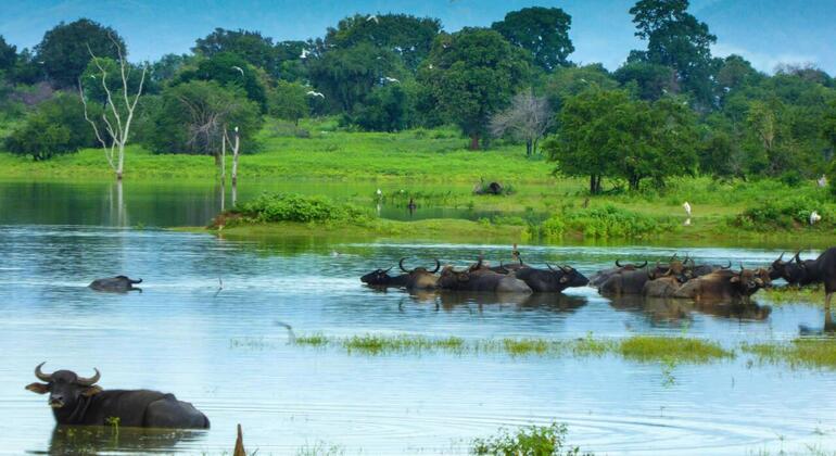 Safari en Tuk Tuk por la bahía de Arugam