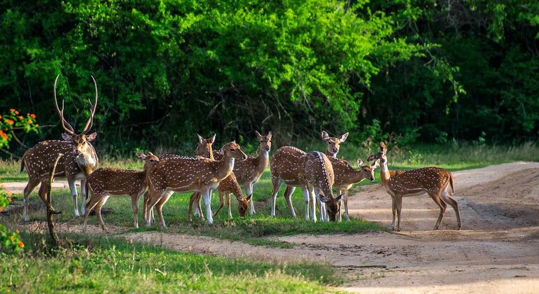 Safari en Tuk Tuk por la bahía de Arugam