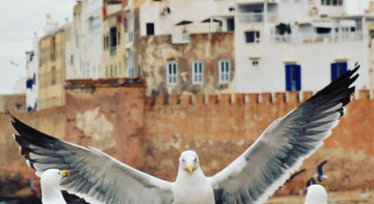Excursión de un día a Essaouira desde Marrakech