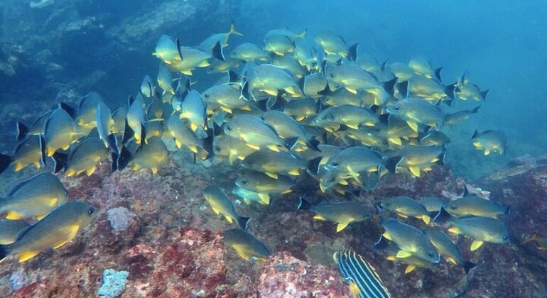 Buceo en Hikkaduwa