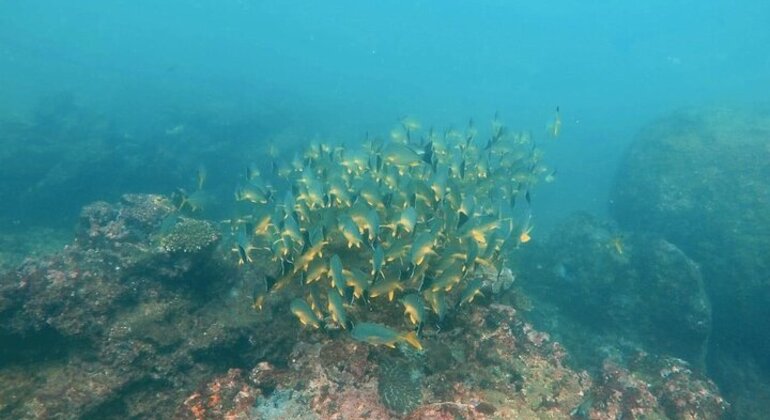 Buceo en Hikkaduwa