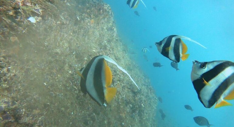 Scuba Diving in Mirissa
