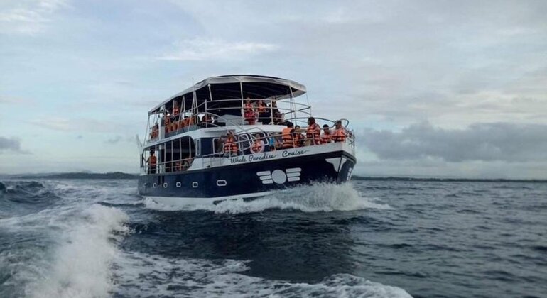 Whale Watching in Mirissa