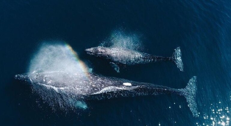 Whale Watching in Mirissa