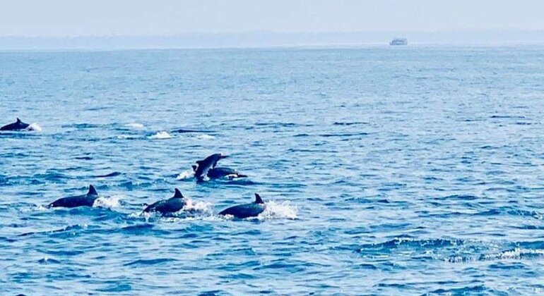 Whale Watching in Mirissa