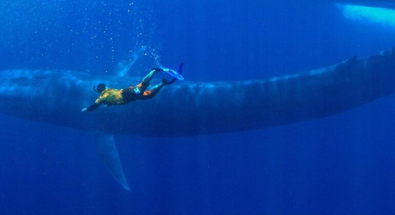 Bucear con ballenas en Mirissa