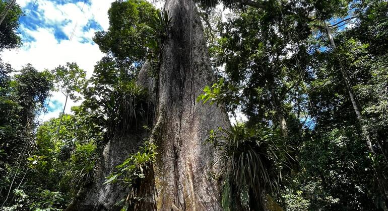 Amazonas-Expedition: Eine aufregende Ganztagesreise in den Dschungel