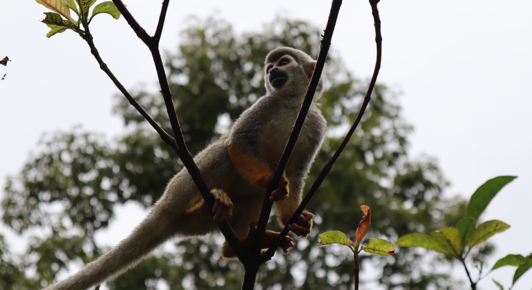 Amazonas-Expedition: Eine aufregende Ganztagesreise in den Dschungel