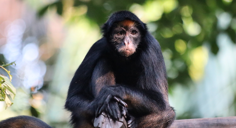 Amazonas-Expedition: Eine aufregende Ganztagesreise in den Dschungel
