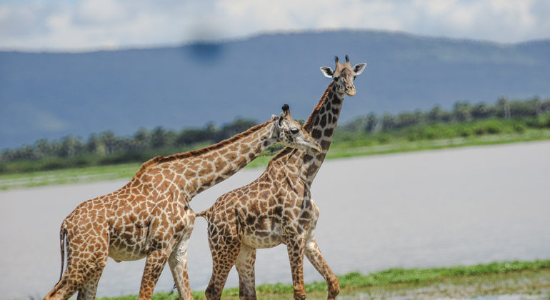 Drei Tage Safari von Sansibar nach Selous, Nyerere National Park