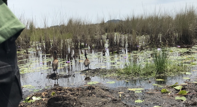 Vogelbeobachtungstour nach Entebbe, zum Äquator und zum Schuhschnabel