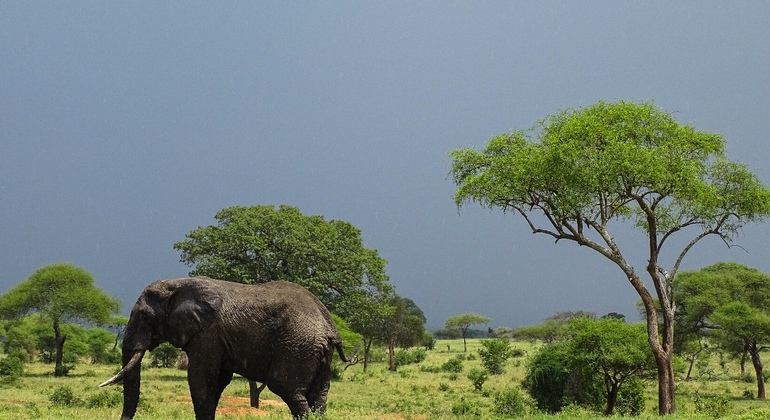 Visita de un día al Parque Nacional de Tarangire desde Arusha