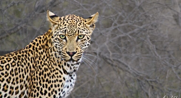 Krüger-Nationalpark Ganztagesausflug von Maputo