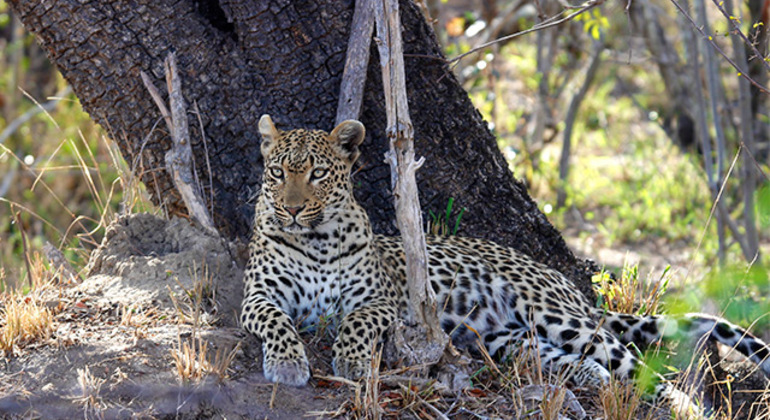 Krüger-Nationalpark Ganztagesausflug von Maputo