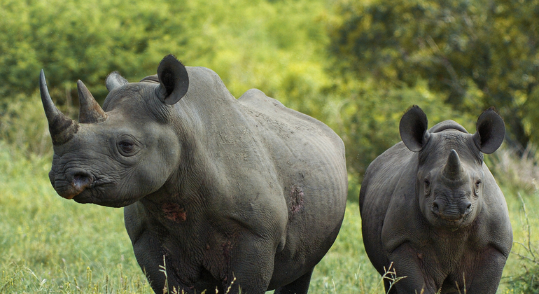Krüger-Nationalpark Ganztagesausflug von Maputo