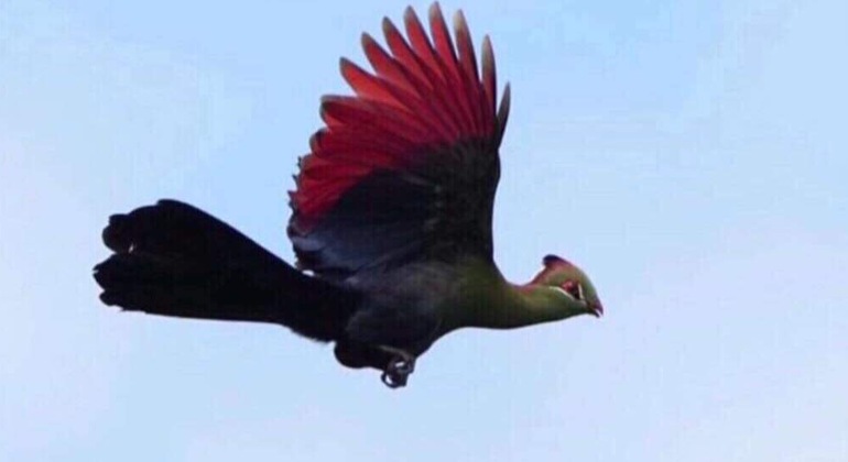Vogelbeobachtungs-Safari in Dar Es Salaam