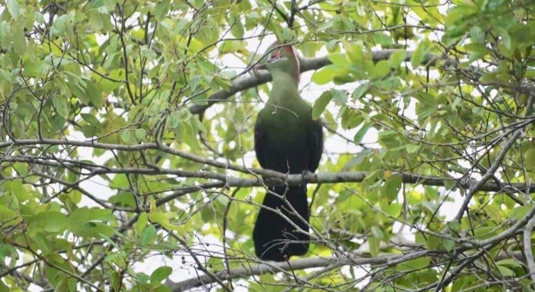 Vogelbeobachtungs-Safari in Dar Es Salaam