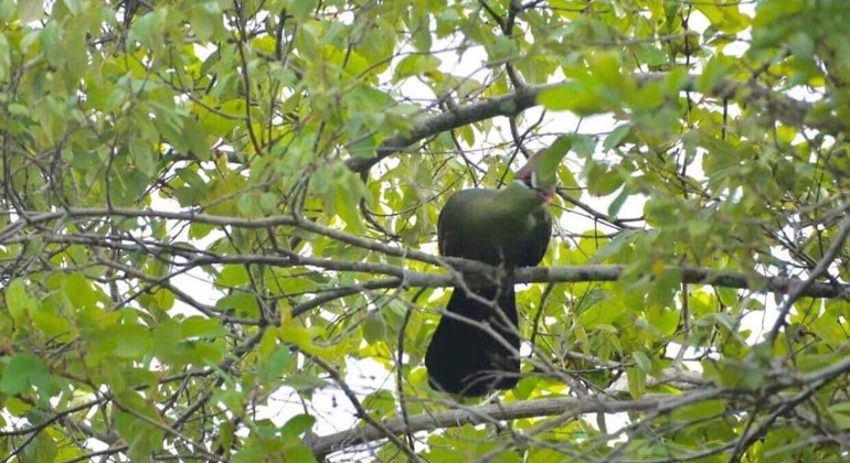 Vogelbeobachtungs-Safari in Dar Es Salaam