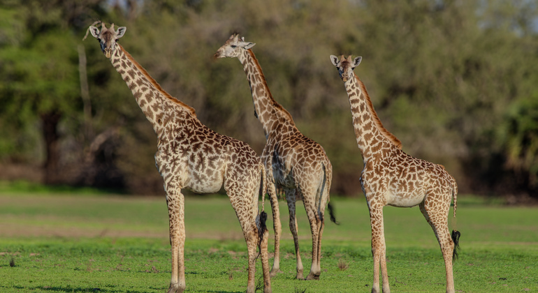 Safari-Abenteuer von Dar Es Salaam nach Selous