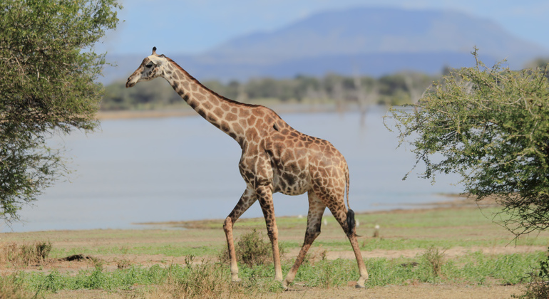 Safari-Abenteuer von Dar Es Salaam nach Selous
