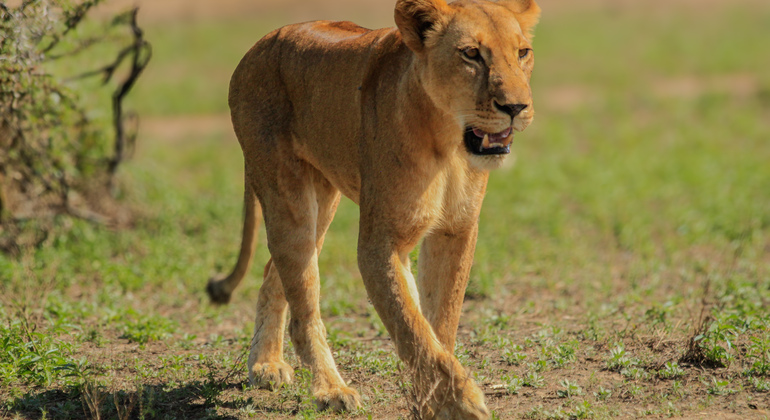 Safari-Abenteuer von Dar Es Salaam nach Selous