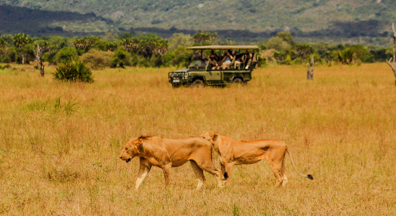 Zweitägige klassische Safari Mikumi Nationalpark & Maasai Kultur