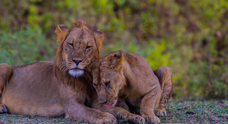 Zweitägige klassische Safari Mikumi Nationalpark & Maasai Kultur