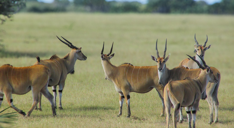 Zweitägige klassische Safari Mikumi Nationalpark & Maasai Kultur