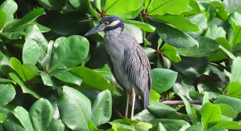 Birdwatching at the Casco Viejo of Panama City
