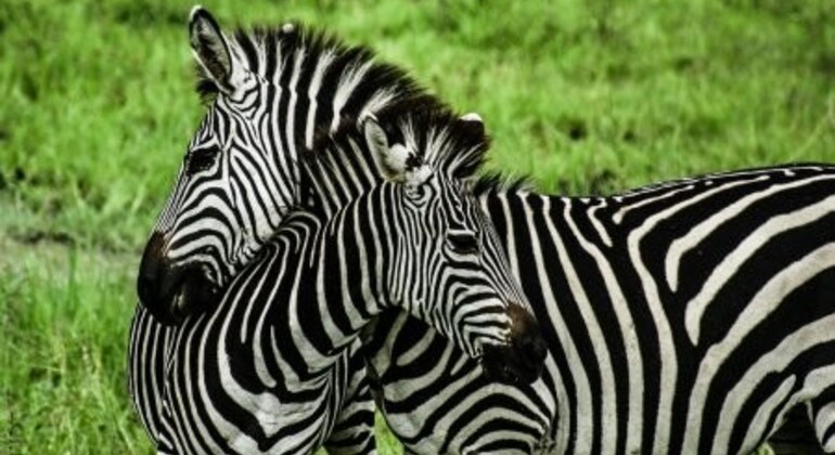 Tansanias schnelles &amp; süßes Safari-Abenteuer