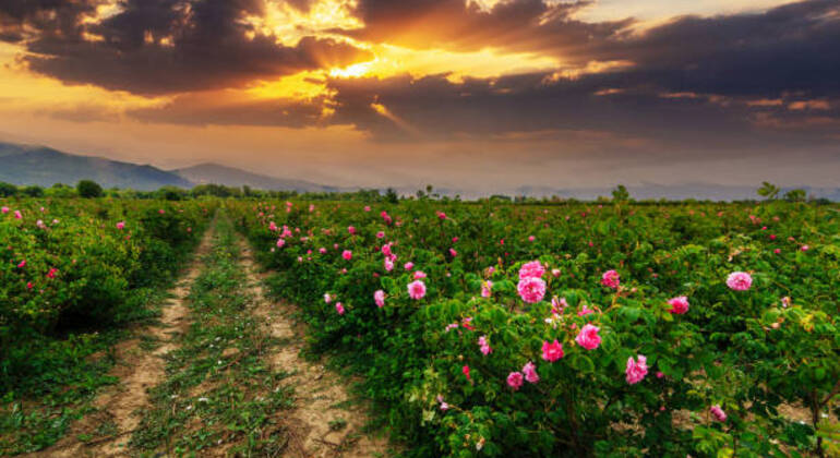 Tour di due giorni Marrakech Ait Benhaddou Ouarzazate e Valle delle Rose