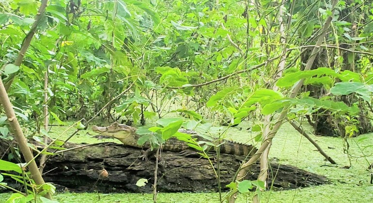 Escursione alle cascate sull'isola di Ometepe: Tour di un giorno in kayak e al tramonto