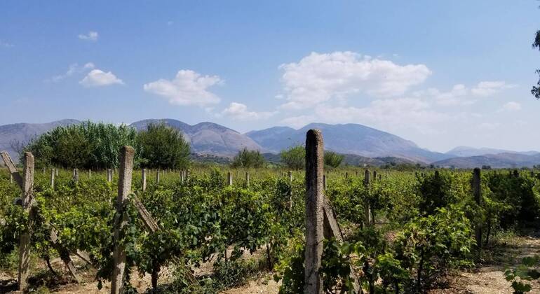 Descubra Saranda: Degustación de Vino y Raki
