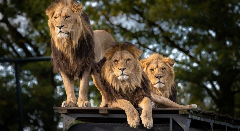Experiência de Safari em Nairobi: Acorde com a vida selvagem