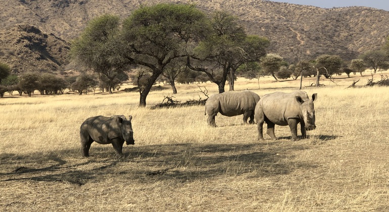 Tagessafari im Okapuka-Reservat