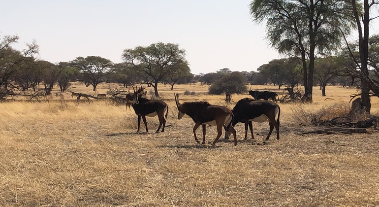 Tagessafari im Okapuka-Reservat