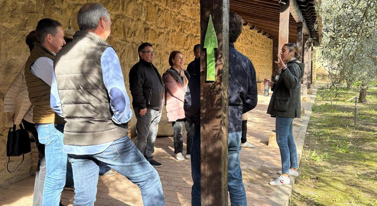 Olive Tree Museum Tour and Olive Oil Tasting in Baeza