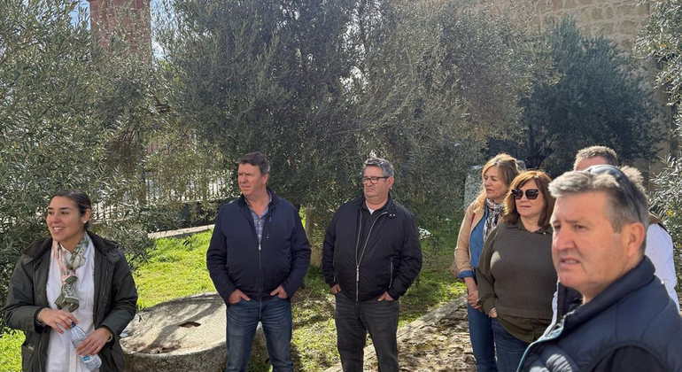 Olive Tree Museum Tour and Olive Oil Tasting in Baeza