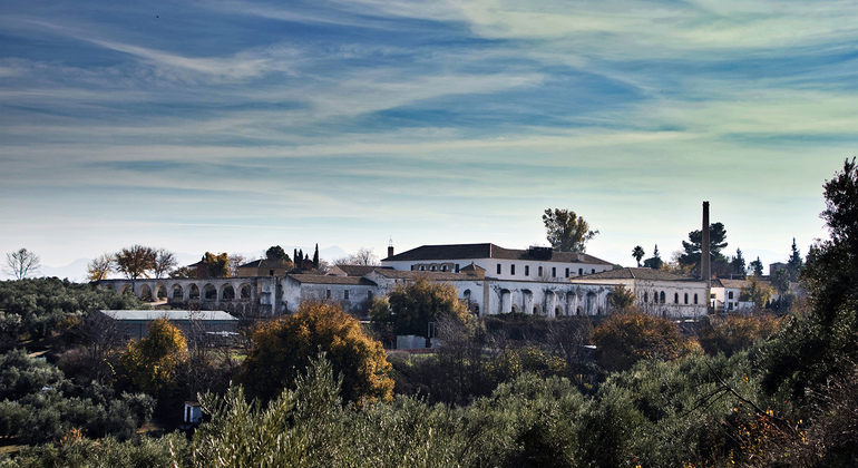 Olive Tree Museum Tour and Olive Oil Tasting in Baeza