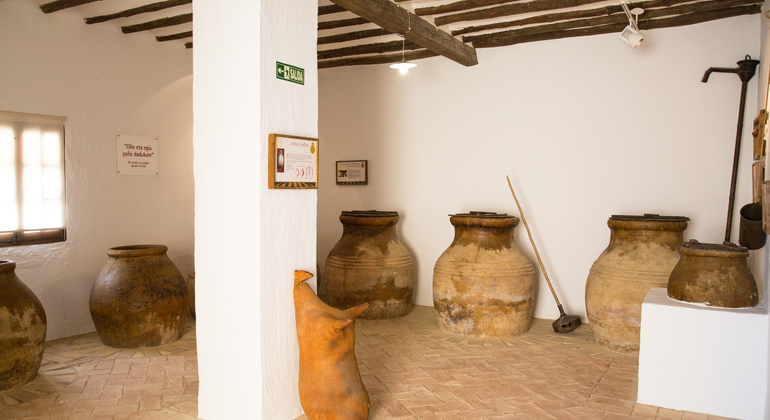 Olive Tree Museum Tour and Olive Oil Tasting in Baeza