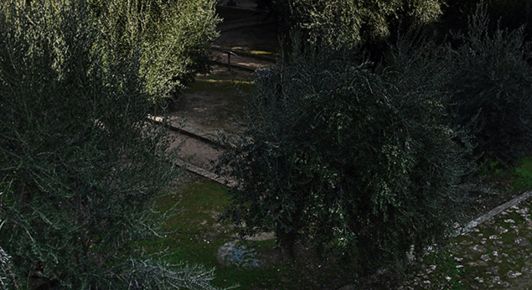 Olive Tree Museum Tour and Olive Oil Tasting in Baeza