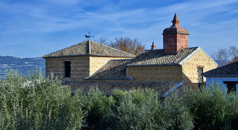 Olive Tree Museum Tour and Olive Oil Tasting in Baeza