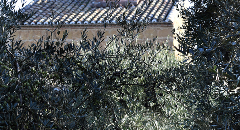 Olive Tree Museum Tour and Olive Oil Tasting in Baeza