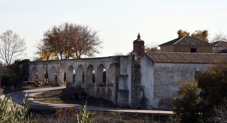 Olive Tree Museum Tour and Olive Oil Tasting in Baeza