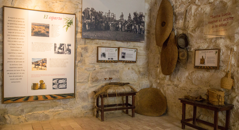 Olive Tree Museum Tour and Olive Oil Tasting in Baeza