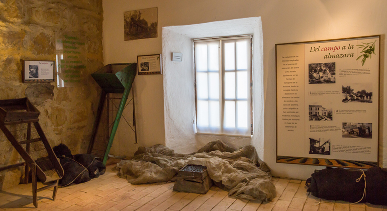 Olive Tree Museum Tour and Olive Oil Tasting in Baeza
