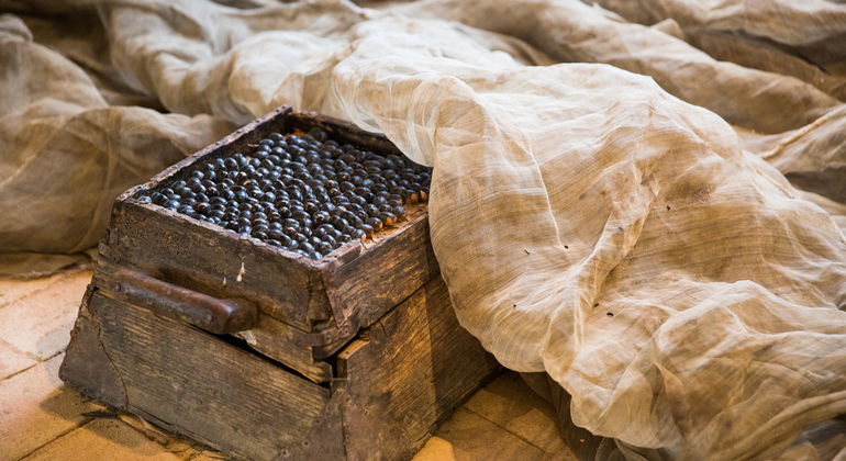 Olive Tree Museum Tour and Olive Oil Tasting in Baeza