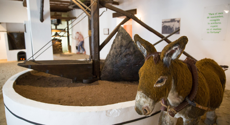 Olive Tree Museum Tour and Olive Oil Tasting in Baeza